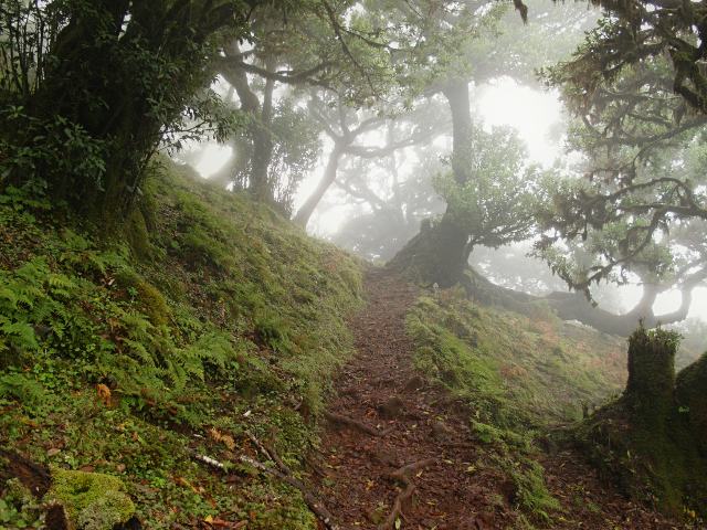 Durch den Feenwald auf Madeira | Waldspaziergang.org