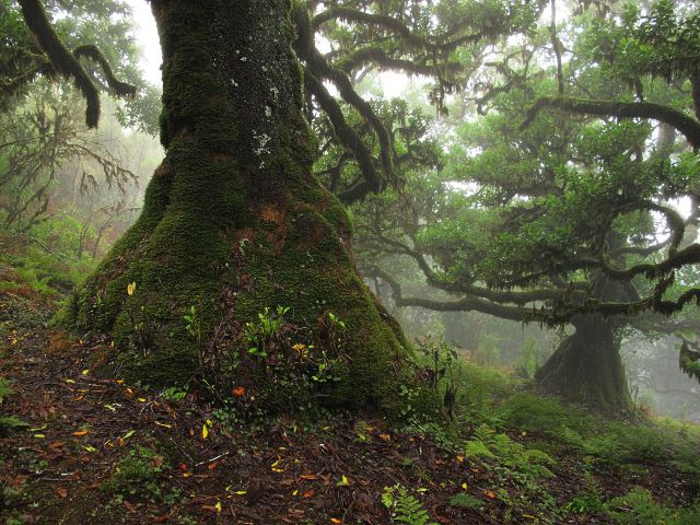 Feenwald Madeira | Waldspaziergang.org