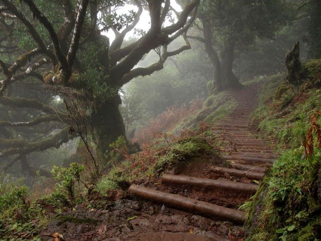 Fanal Madeira | Waldspaziergang.org