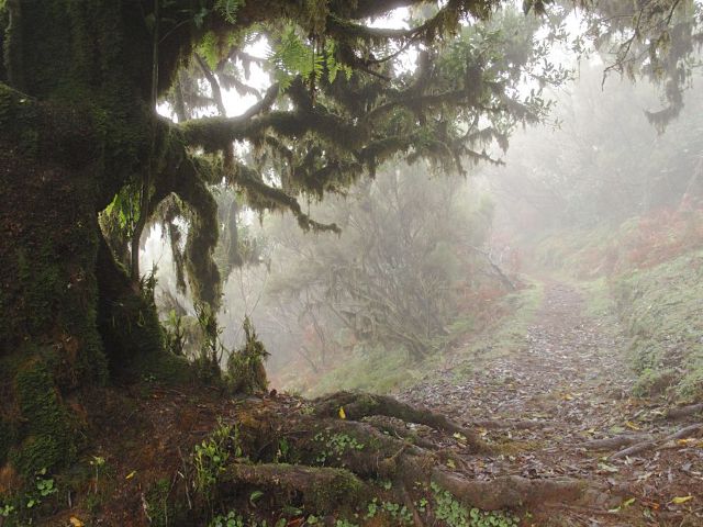 Weg im Feenwald | Waldspaziergang.org