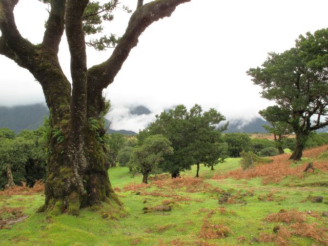 Wiesenlandschaft Feenwald | Waldspaziergang.org