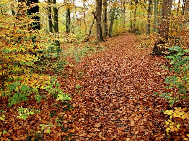 Herbstwald | Waldspaziergang.org