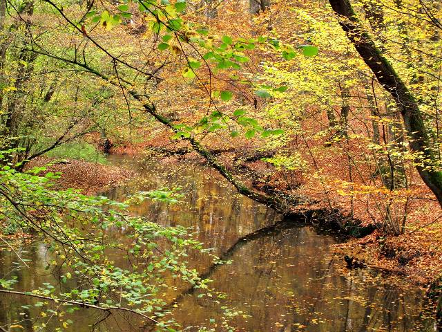 Sachsenwald im Herbst | Waldspaziergang.org