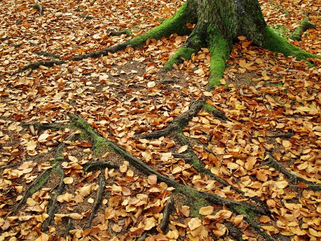 Wurzeln | Waldspaziergang.org