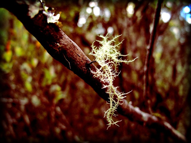 Madeira Flechte | Waldspaziergang.org