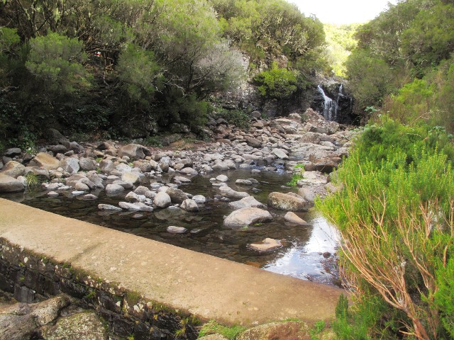 Rosmarin-Levada Madre | Waldspaziergang.org