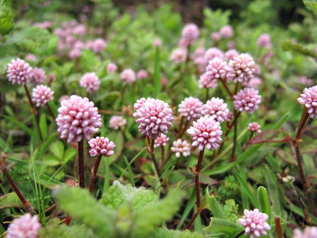 Persicaria Capitata Knöpfchen Knöterich | Waldspaziergang.org