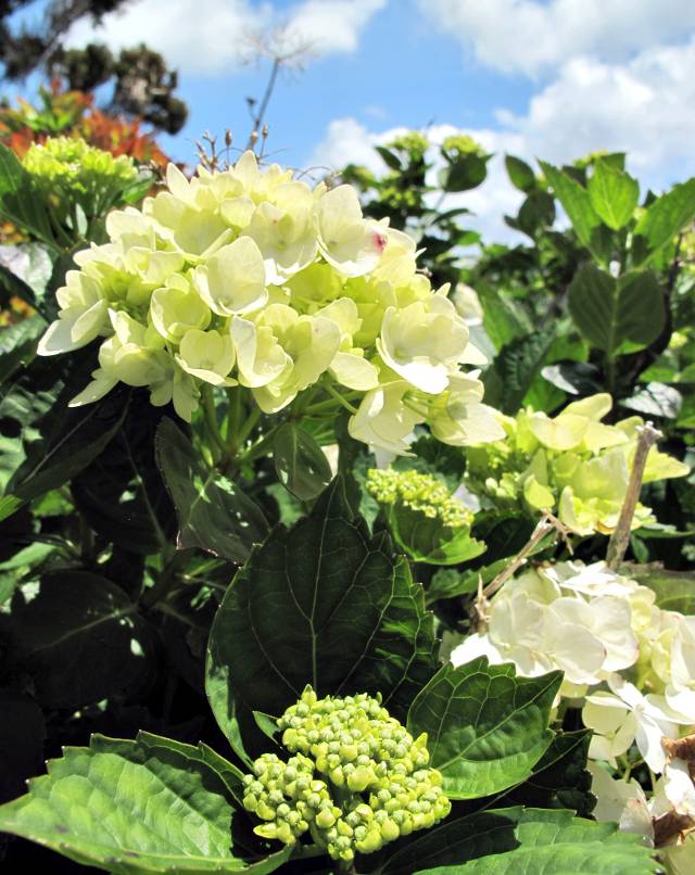 Hortensien Azoren | Waldspaziergang.org