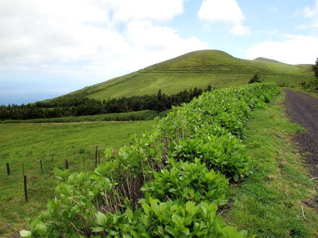 Sao Jorge Höhenweg | Waldspaziergang.org