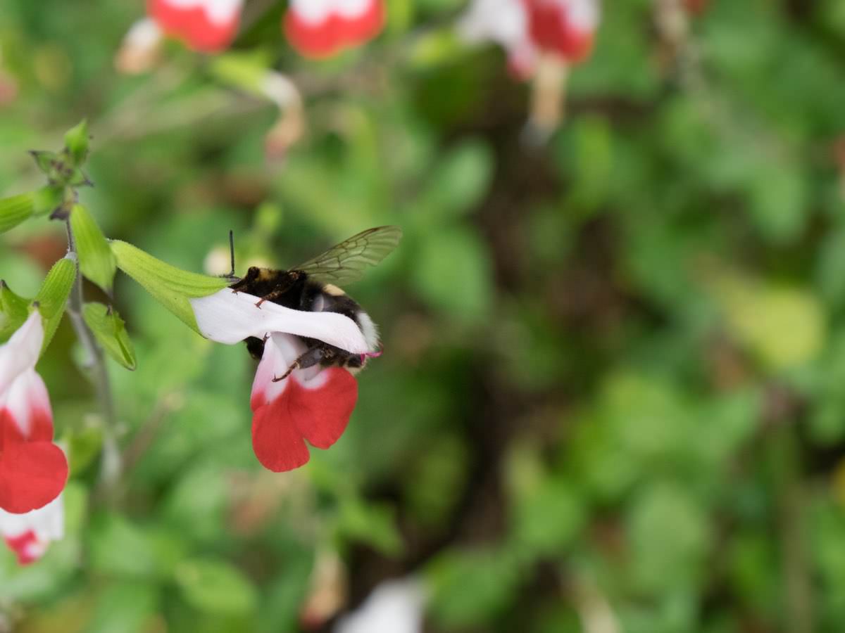 Hummel im Ziersalbei