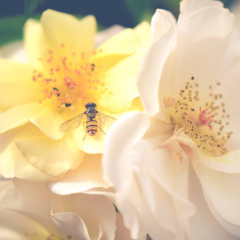 Schwebfliege auf Rosen | waldspaziergang.org