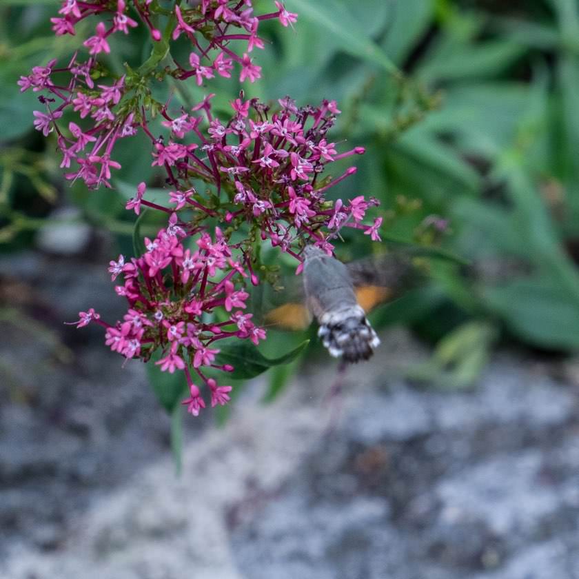 Taubenschwänzchen | waldspaziergang.org 