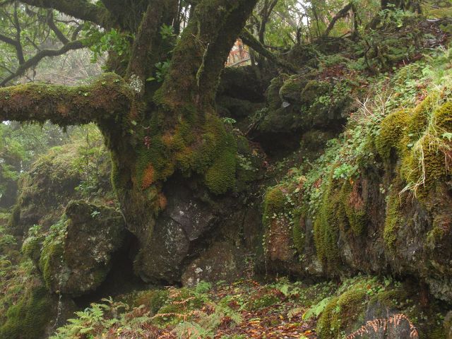 Feenwald Madeira | Waldspaziergang.org