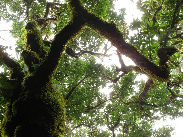 Feenwald auf Madeira | Waldspaziergang.org