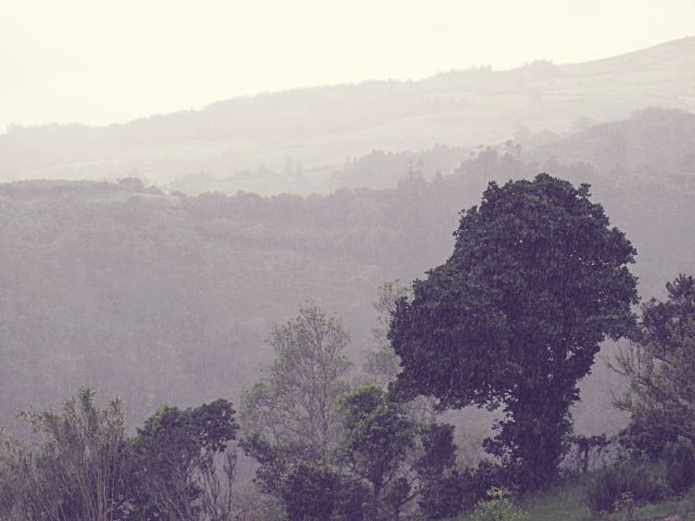 Regen auf Flores | Waldspaziergang.org