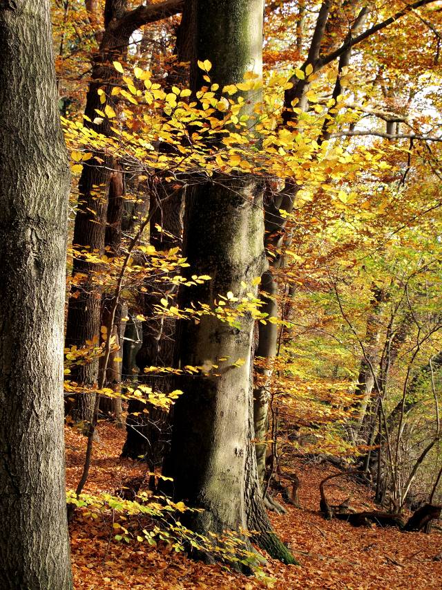 Sachsenwald im Herbst | Waldspaziergang.org