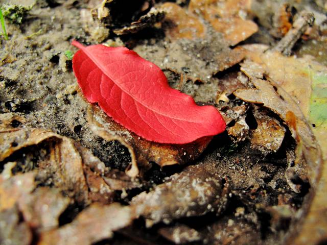 Leuchtend rotes Herbstblatt | Waldspaziergang.org