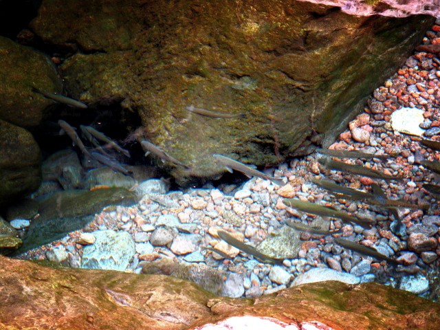 Forellen in der Rosmarin-Levada | Waldspaziergang.org